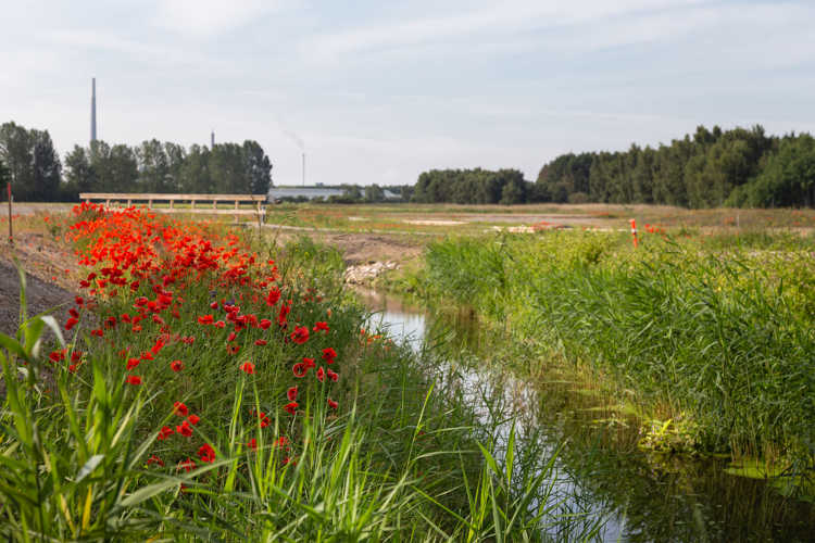 Everenden i Stige nord for Odense